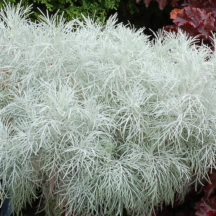 MAKANA™ SILVER WORMWOOD