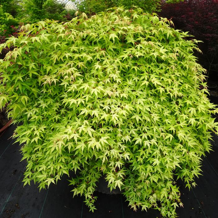 GOLDEN FALLS WEEPING JAPANESE MAPLE