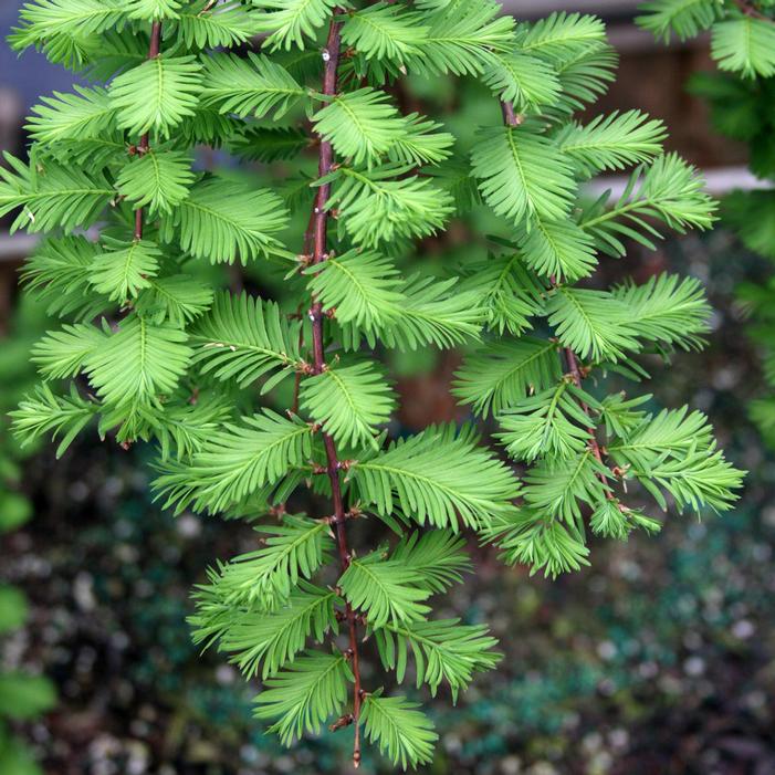 MISS GRACE WEEPING DAWN REDWOOD