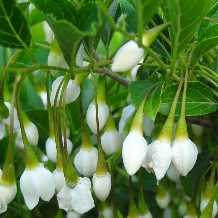 SNOW DROPS DWARF JAPANESE SNOWBELL