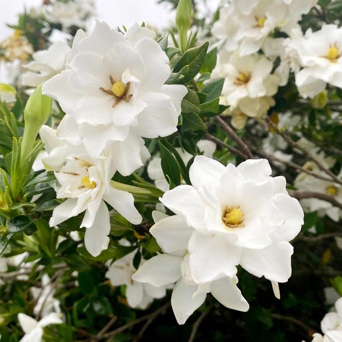 BIG BEAUTY™ GARDENIA