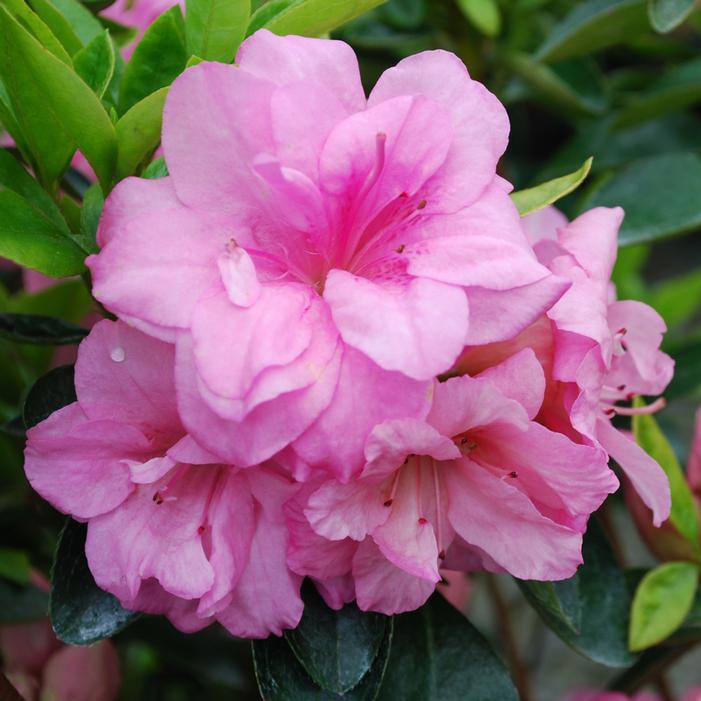 ROSEBUD GABLE AZALEA