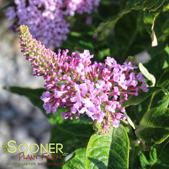 Image property of Sooner Plant Farm, Inc.
