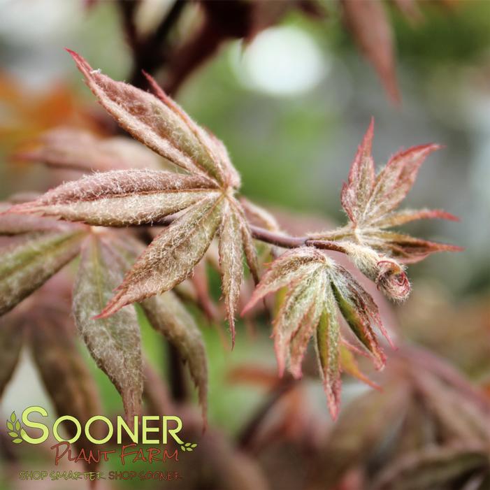 PEVE STARFISH UPRIGHT JAPANESE MAPLE