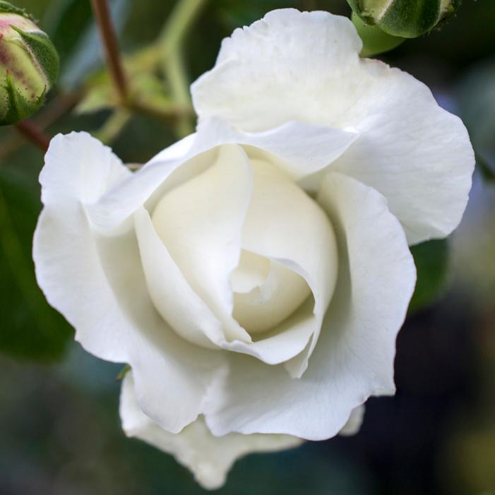 WHITE DAWN CLIMBING ROSE