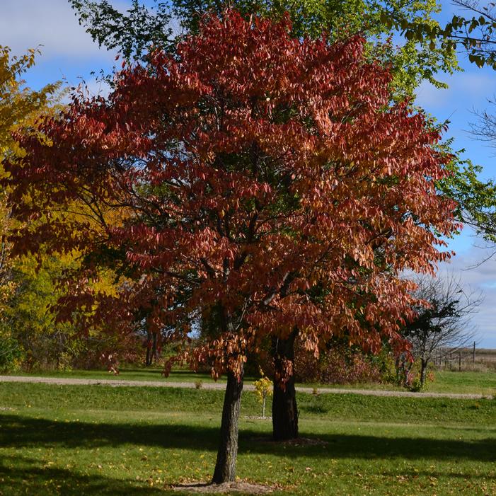 NORTHERN EMPRESS® JAPANESE ELM