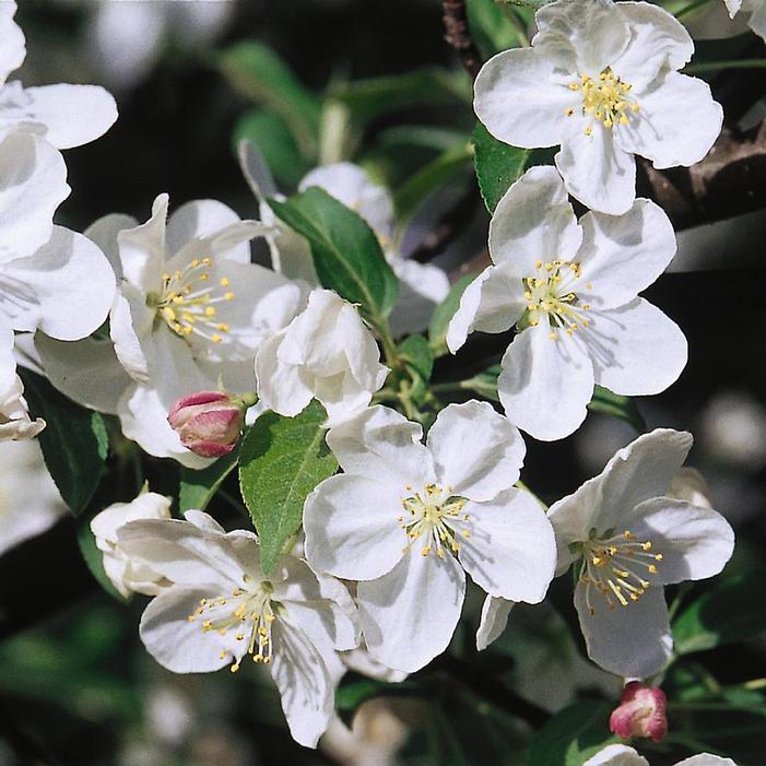 SNOWDRIFT CRABAPPLE