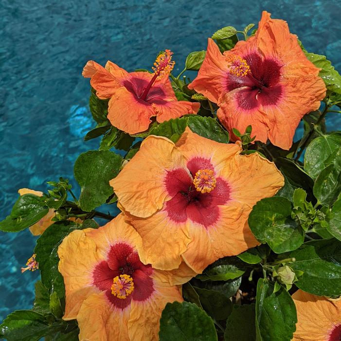 HOLLYWOOD® DISCO DIVA™ TROPICAL HIBISCUS