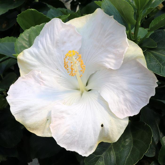 HOLLYWOOD® EARTH ANGEL™ TROPICAL HIBISCUS