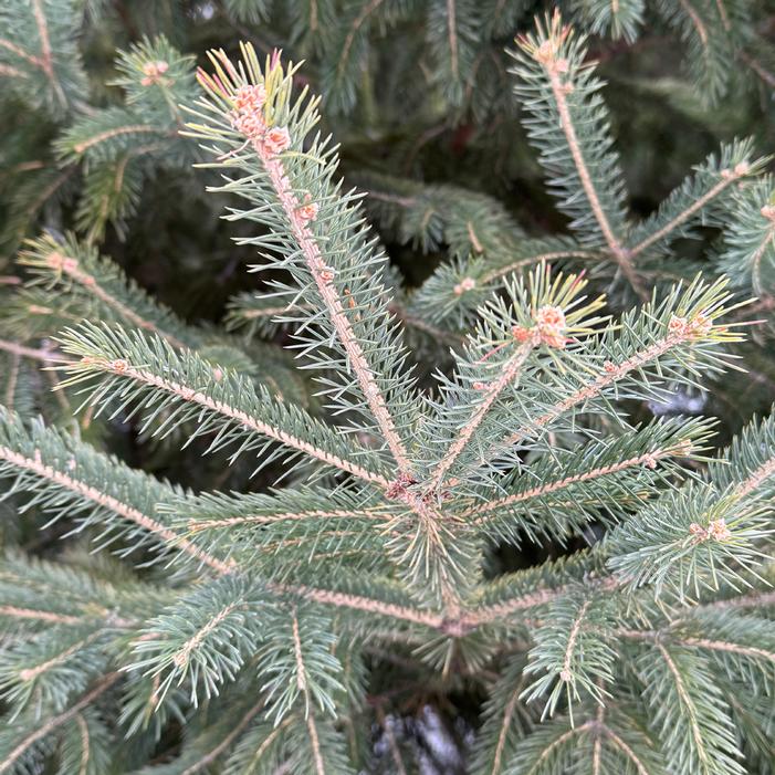 BLACK HILLS WHITE SPRUCE