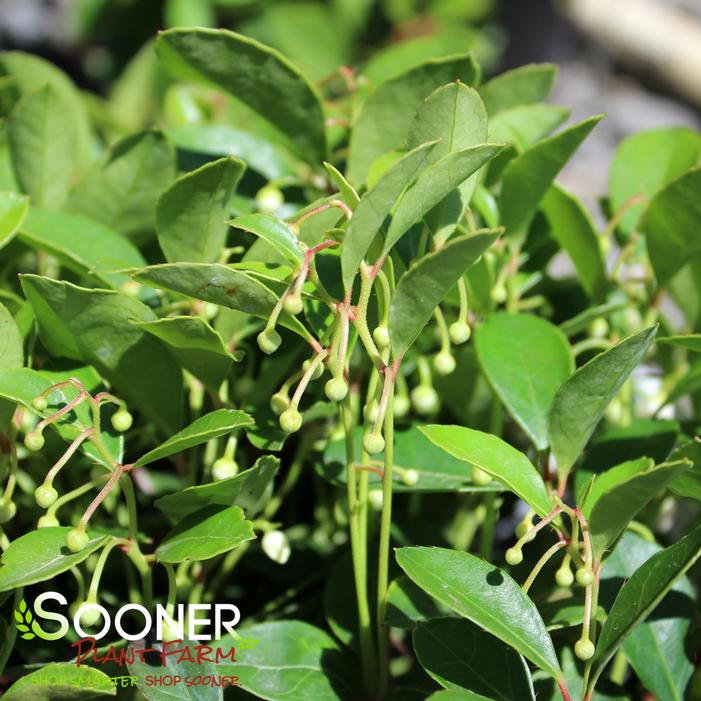 CHERRY BERRIES™ WINTERGREEN