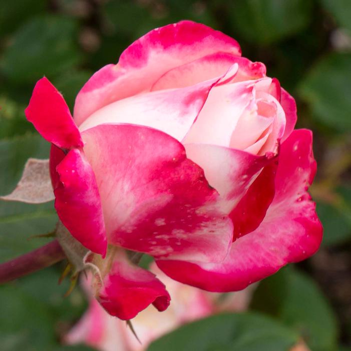 CANDY CANE COCKTAIL™ FLORIBUNDA ROSE