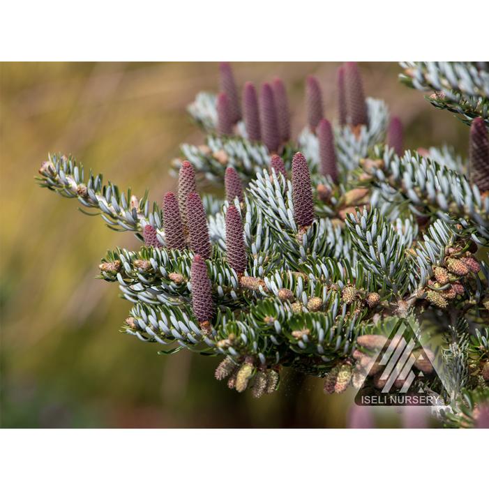 SILVER SHOW KOREAN FIR