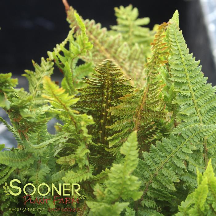 Image property of Sooner Plant Farm, Inc.