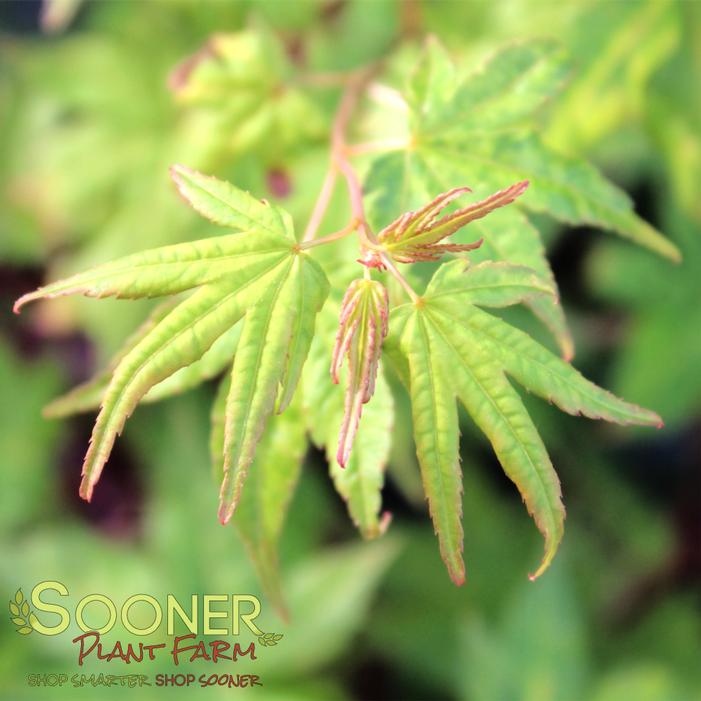 SIR DAMON CORAL BARK UPRIGHT JAPANESE MAPLE