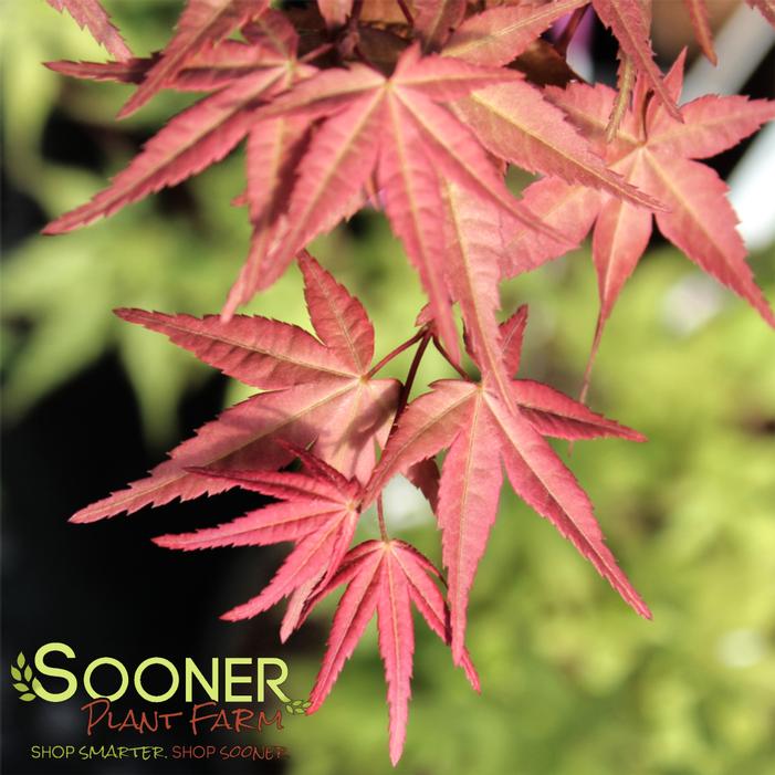 OTOME ZAKURA UPRIGHT JAPANESE MAPLE