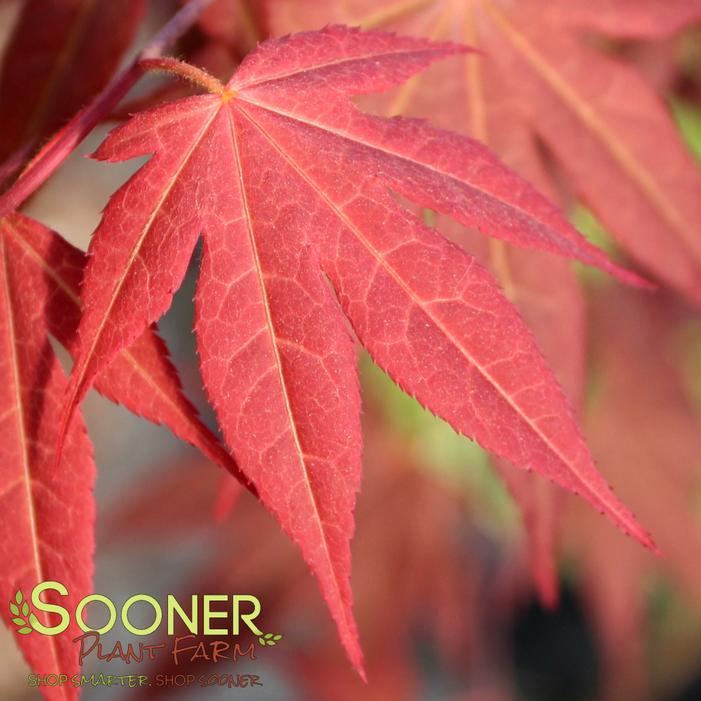 MAHOGANY JAPANESE MAPLE