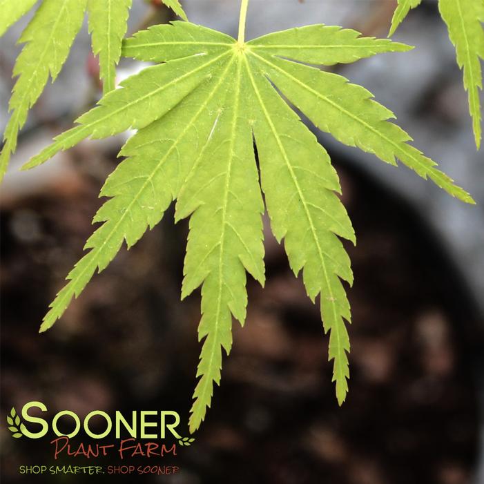 FALL'S FIRE UPRIGHT JAPANESE MAPLE