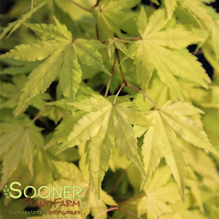 DRAGON MASTER DWARF WEEPING JAPANESE MAPLE