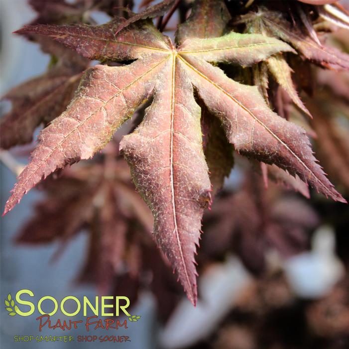 DARK GHOST UPRIGHT JAPANESE MAPLE