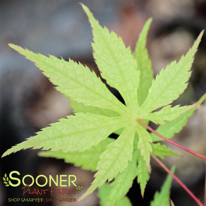 BLONDE BEAUTY JAPANESE MAPLE