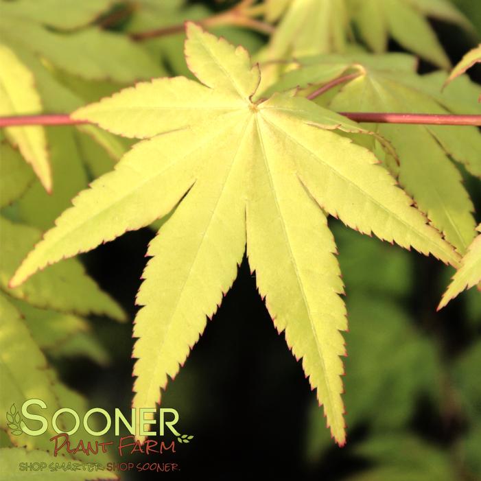 SUNNY FULL MOON JAPANESE MAPLE