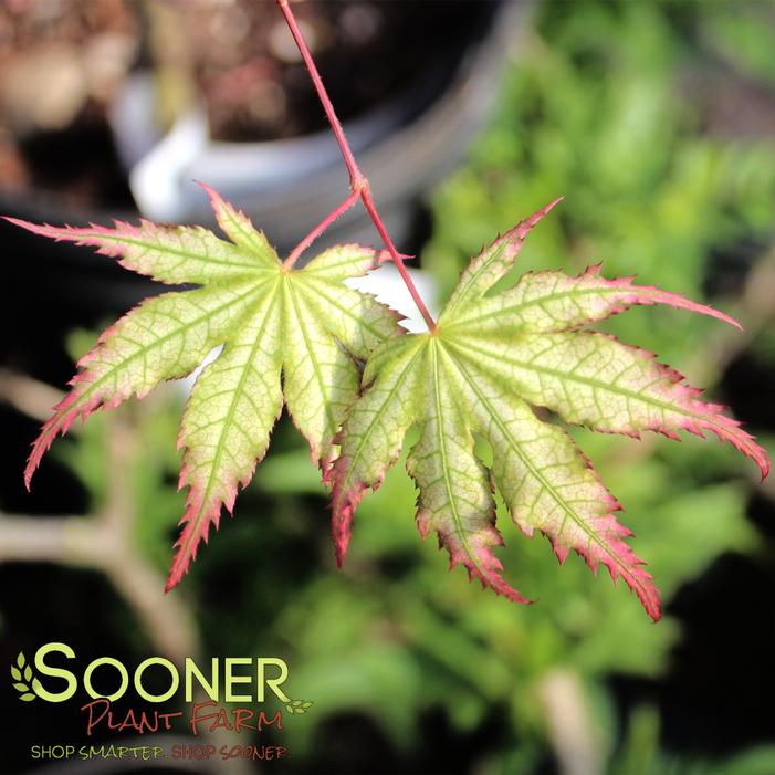 FIREFLY UPRIGHT JAPANESE MAPLE