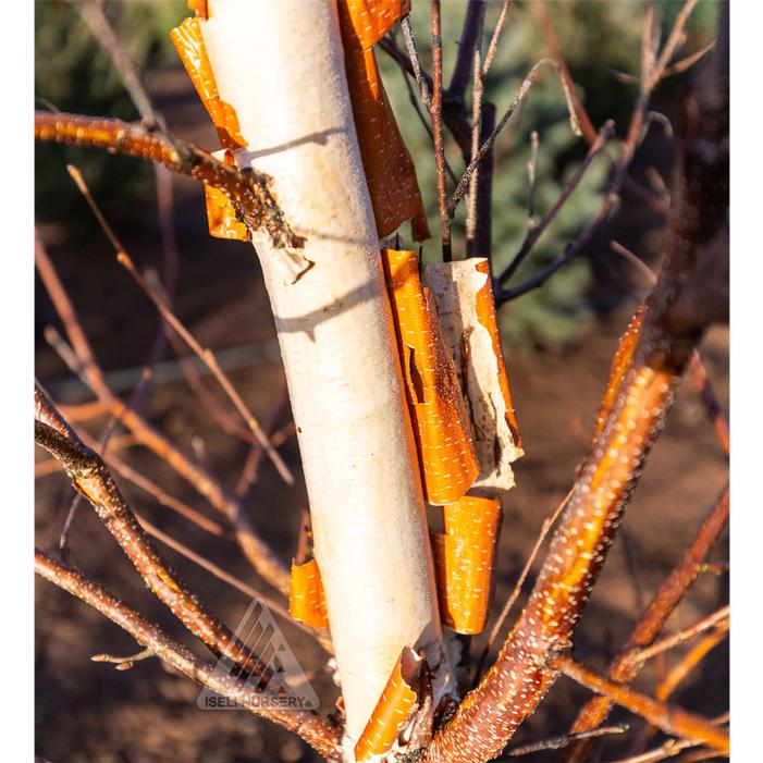 CINNAMON CURLS® DWARF KOREAN BIRCH