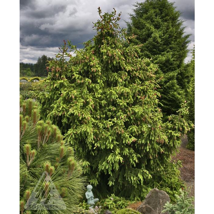 RED CONE NORWAY SPRUCE