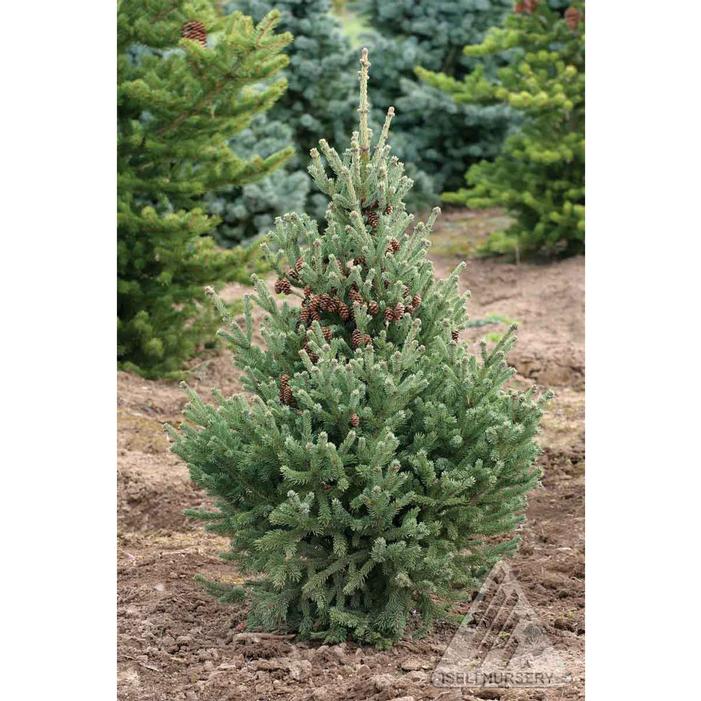 YUKON BLUE WHITE SPRUCE