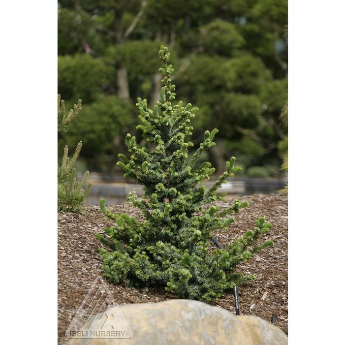 DE RUYTER'S SERBIAN SPRUCE