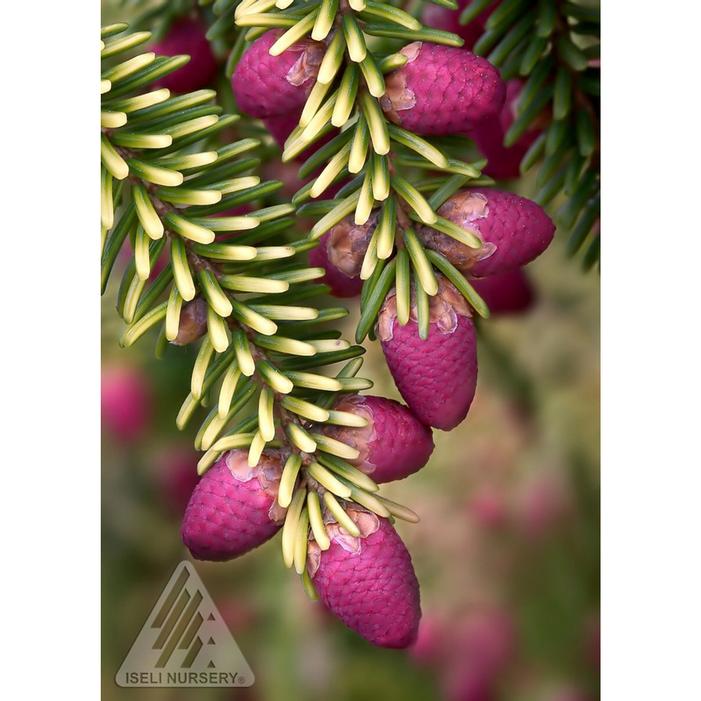 SKYLANDS ORIENTAL SPRUCE