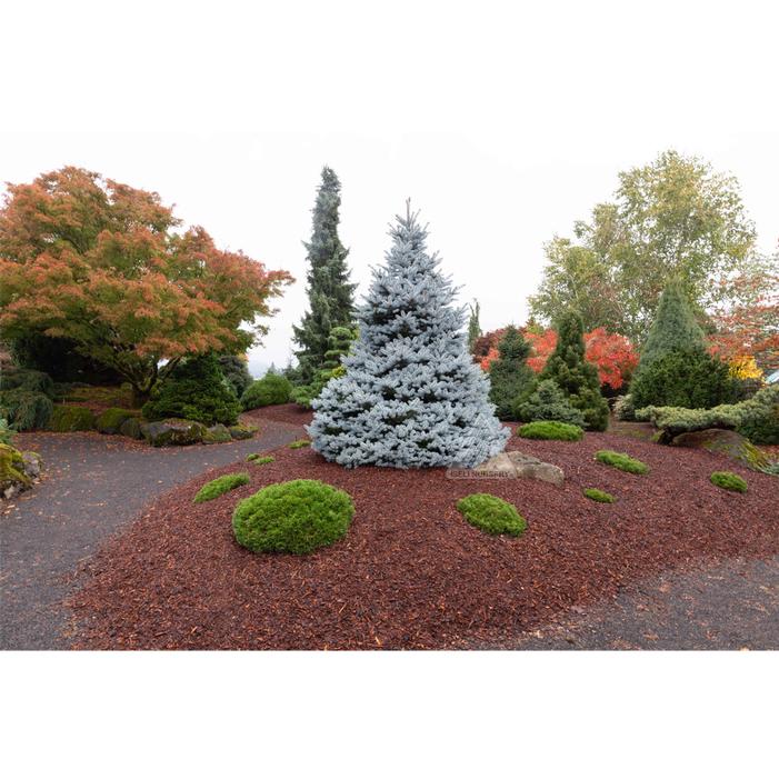 MONTY® DWARF COLORADO BLUE SPRUCE