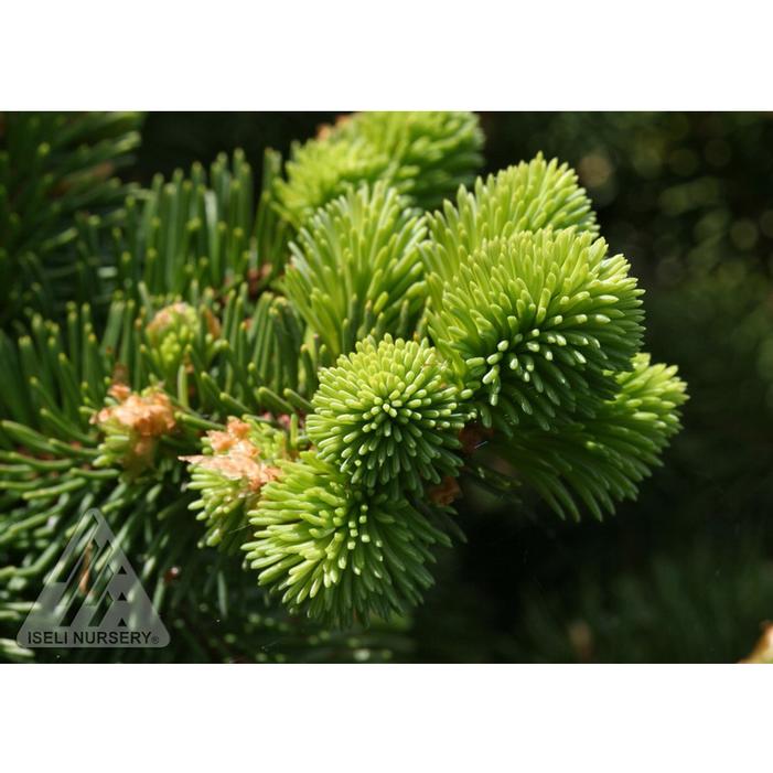 MRS. CESARINI DWARF COLORADO SPRUCE