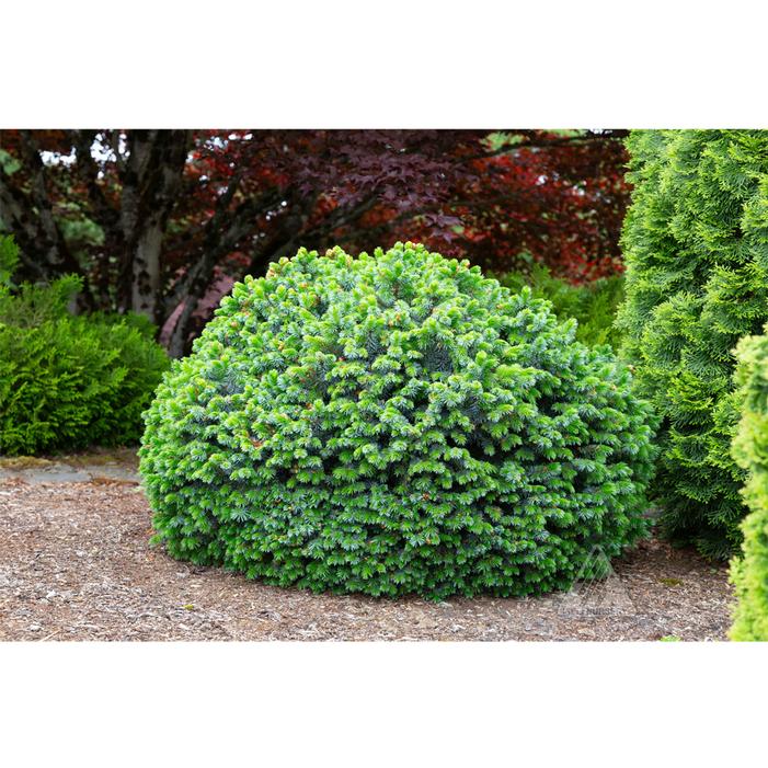 PEVE WIESJE DWARF SITKA SPRUCE