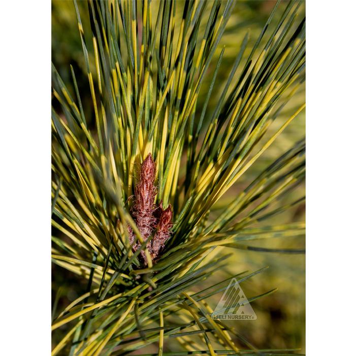 BURKE'S VARIEGATED JAPANESE RED PINE