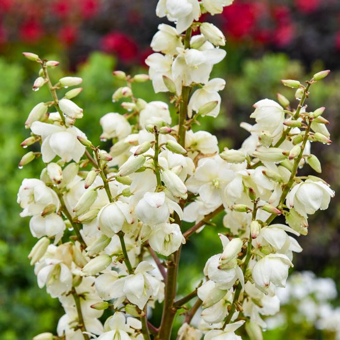 DRAGON SLAYER YUCCA