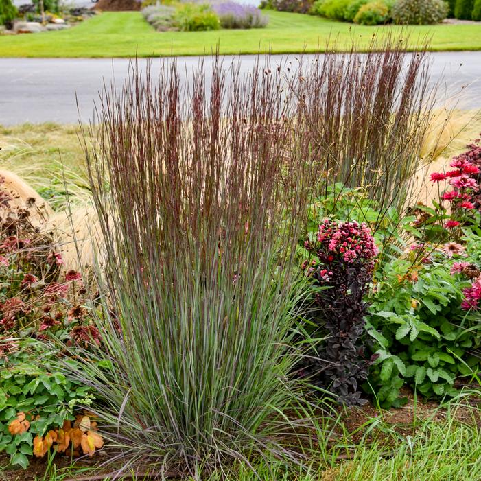 CINNAMON STICKS LITTLE BLUESTEM