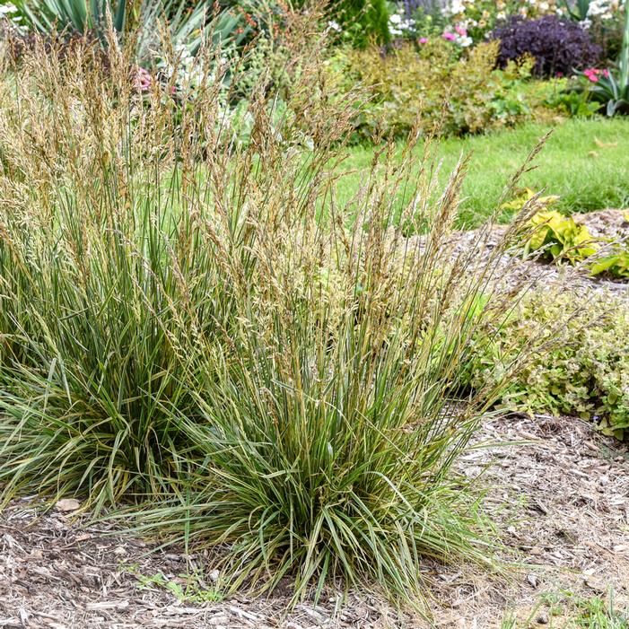 PERFECT EDGING FESCUE