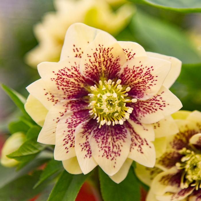 WEDDING PARTY® FATHER OF THE BRIDE LENTEN ROSE