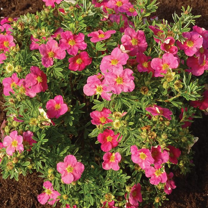 BELLA BELLISSIMA® POTENTILLA