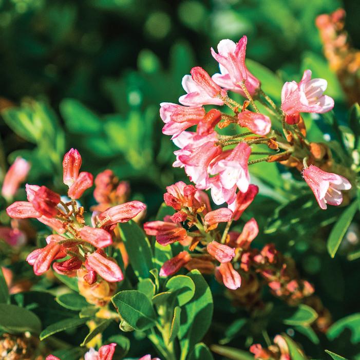 BLOOMBUX® MAGENTA AZALEA