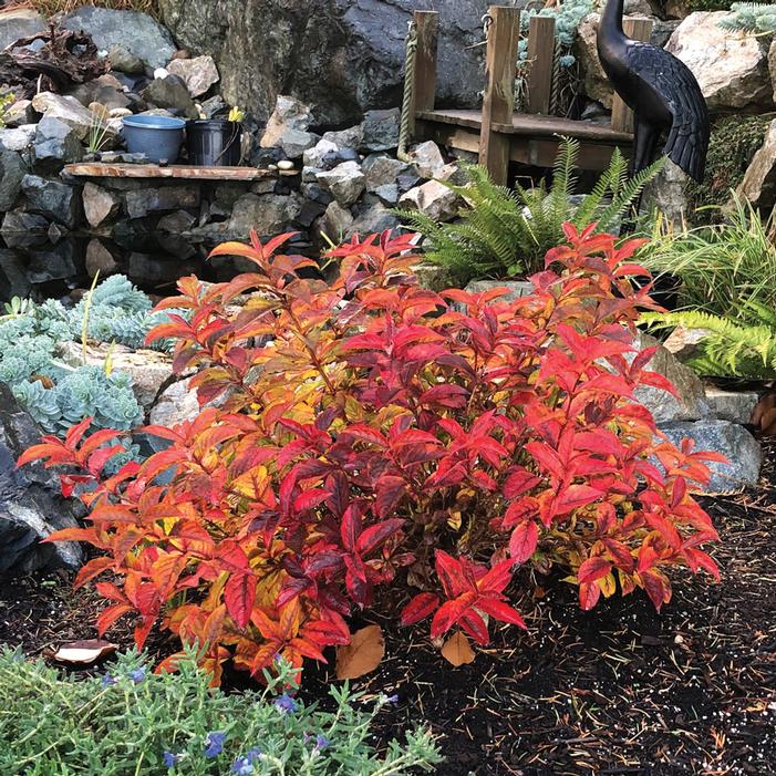 STROBE® WEIGELA