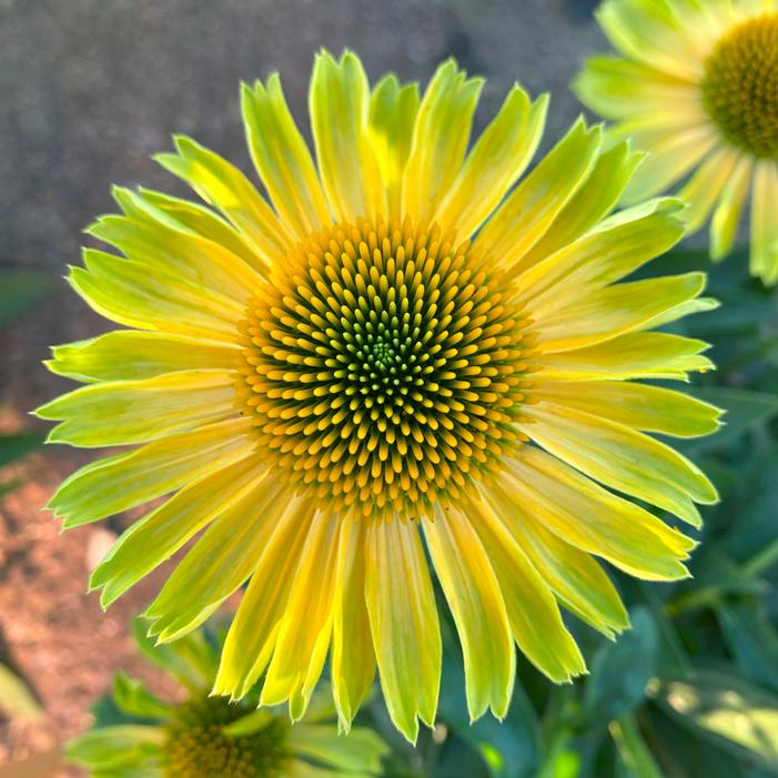 PRINCESS™ CITRUS CONEFLOWER