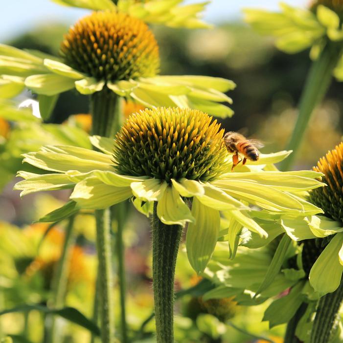 KISMET® KIWI CONEFLOWER