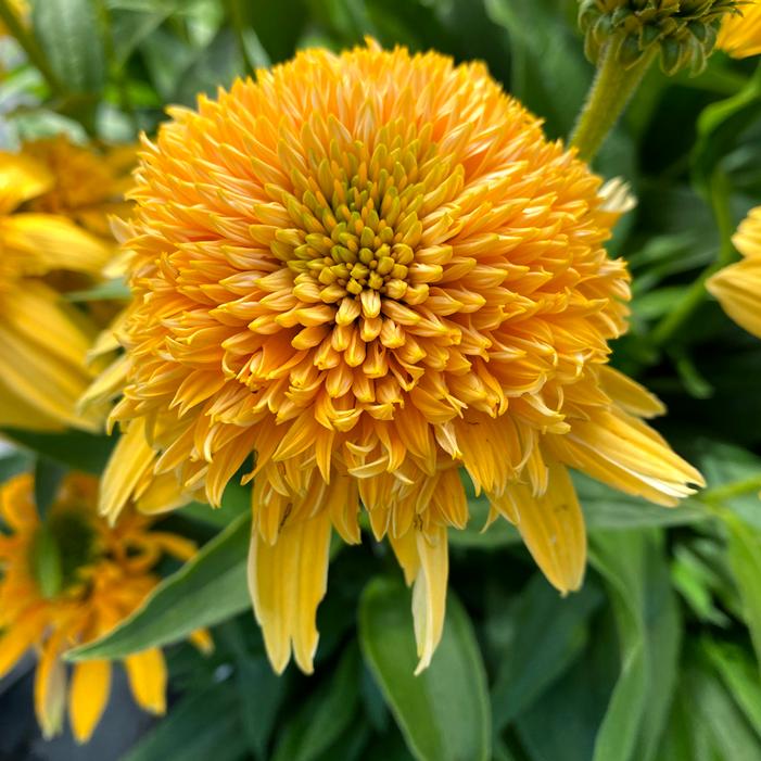 DELIGHTFUL™ SUNSHINE CONEFLOWER