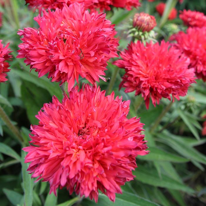 FRINGE FESTIVAL CONEFLOWER