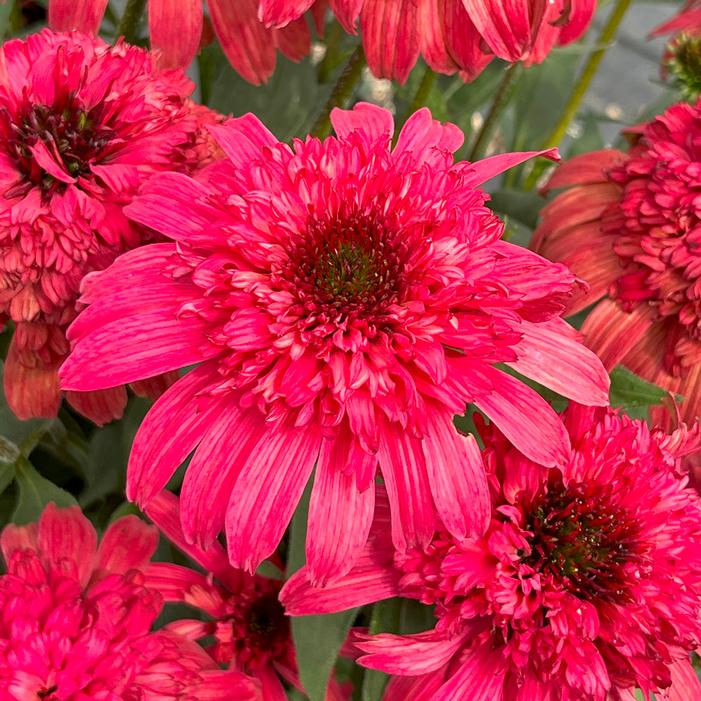 DELIGHTFUL™ GARNET CONEFLOWER