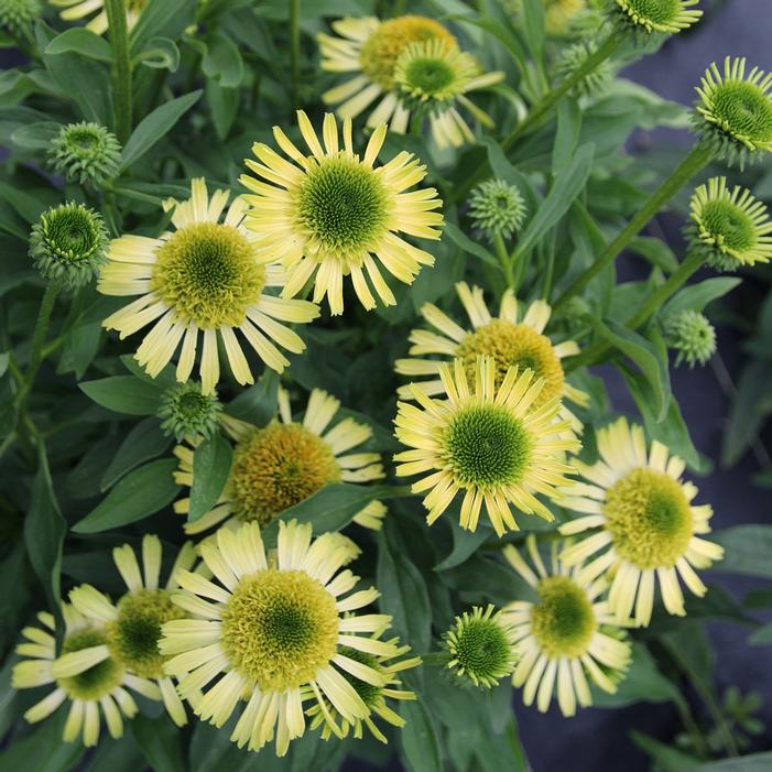 SUPREME™ LIME CONEFLOWER