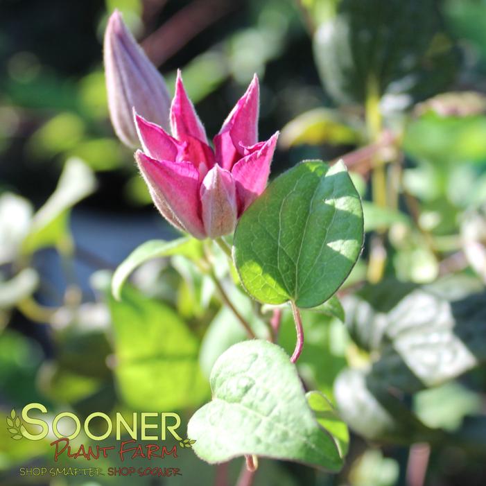 © Sooner Plant Farm, Inc. All rights reserved.